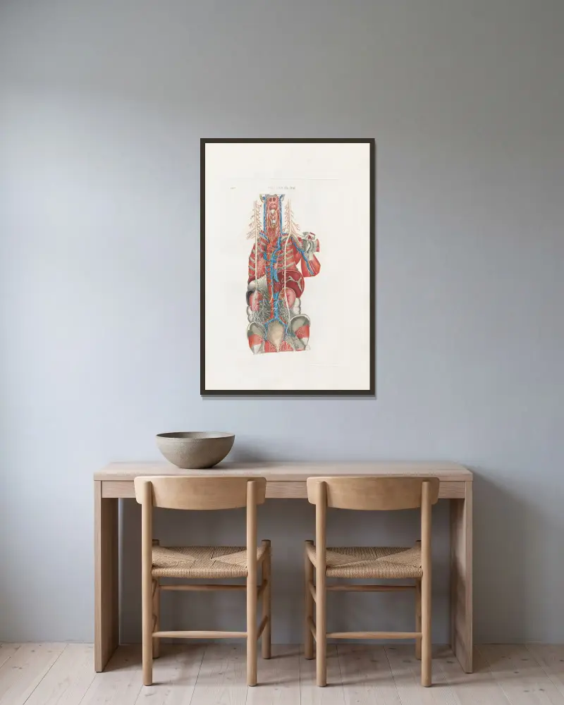 Anatomia Universale Taf. 69 von Antonio Serantoni gerahmt an einer Wand
