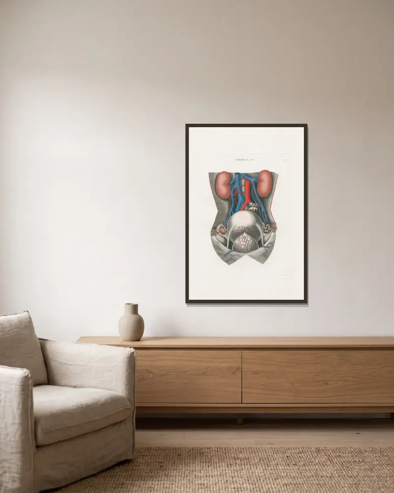 Anatomia Universale Pl.71 av Antonio Serantoni inramad på en vägg
