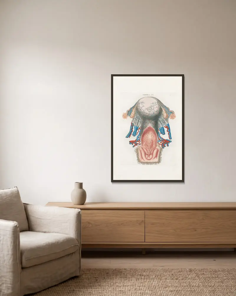 Anatomia Universale Pl.74 av Antonio Serantoni inramad på en vägg