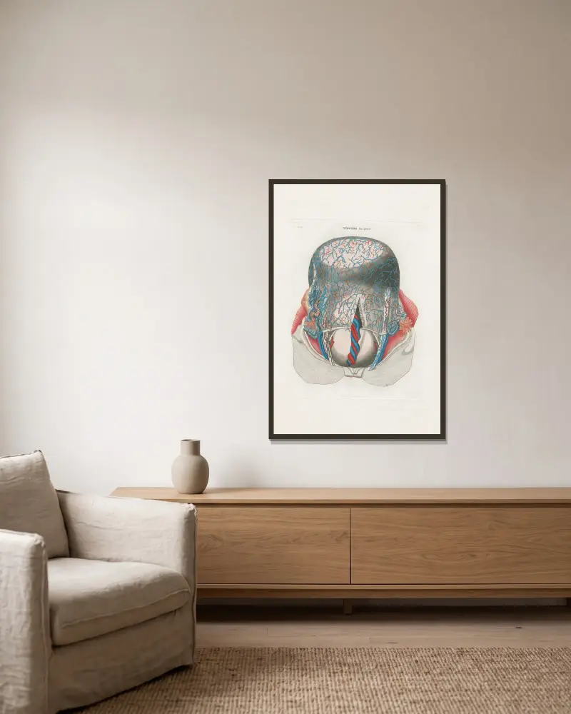 Anatomia Universale Pl.75 av Antonio Serantoni inramad på en vägg