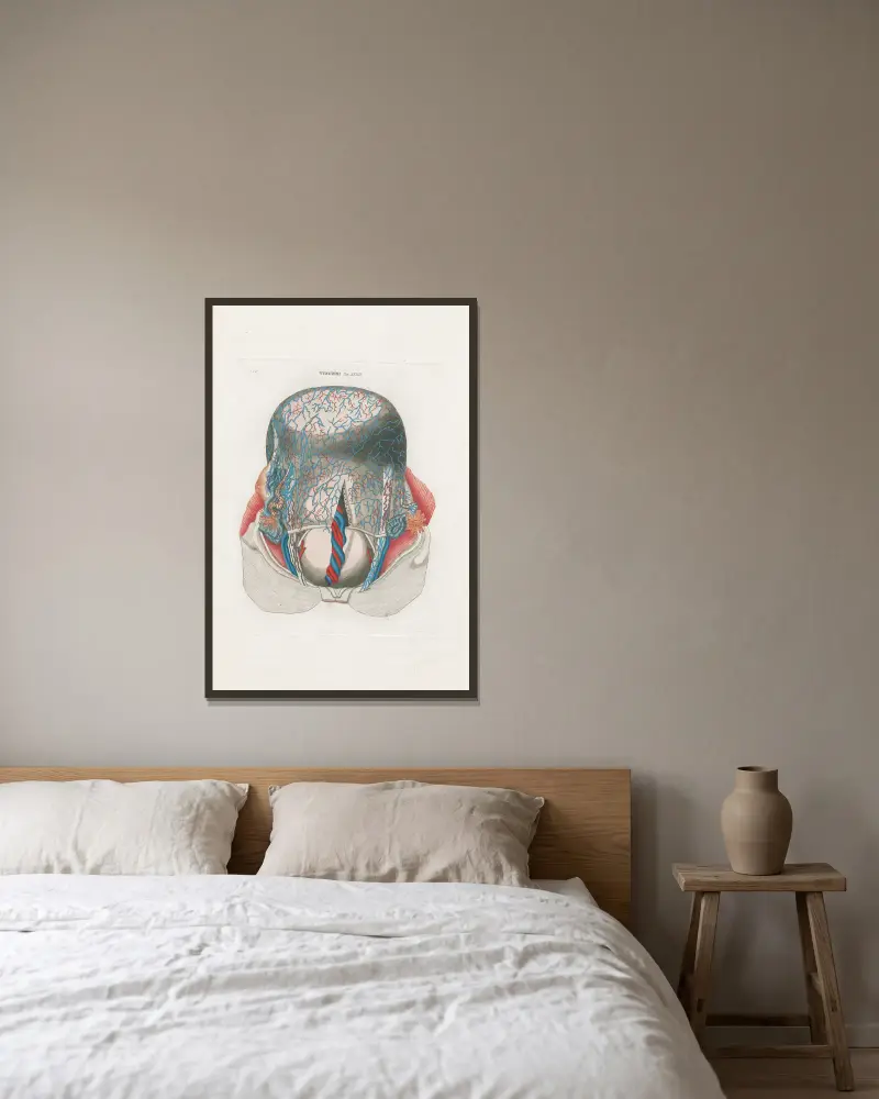 Anatomia Universale Pl.75 av Antonio Serantoni inramad på en vägg