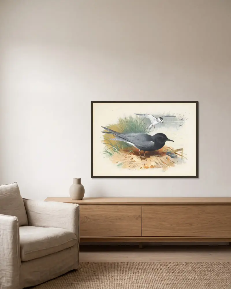 Black Tern; Great Shearwater av Archibald Thorburn inramad på en vägg
