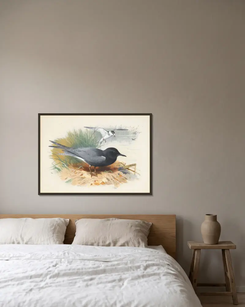 Black Tern; Great Shearwater av Archibald Thorburn inramad på en vägg