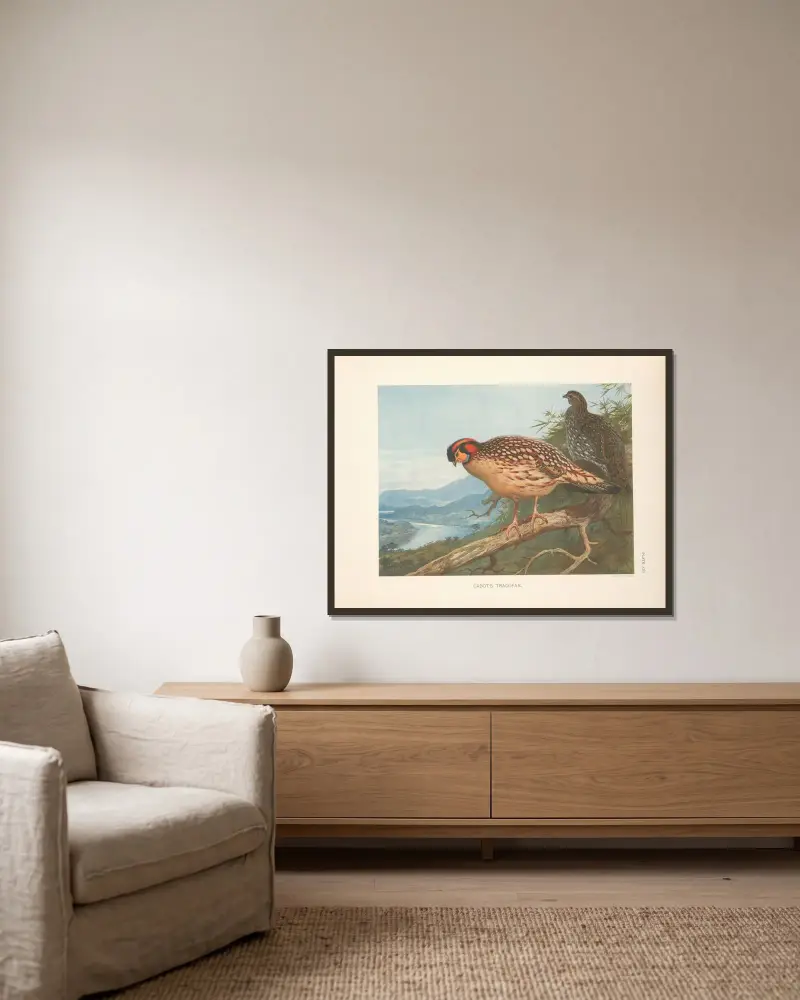 Cabot’s Tragopan (Tragopan caboti). av Archibald Thorburn inramad på en vägg