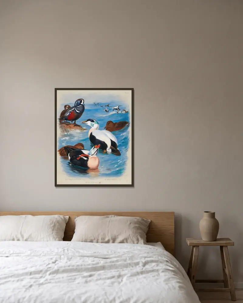 Harlequin And Eider Ducks av Archibald Thorburn inramad på en vägg