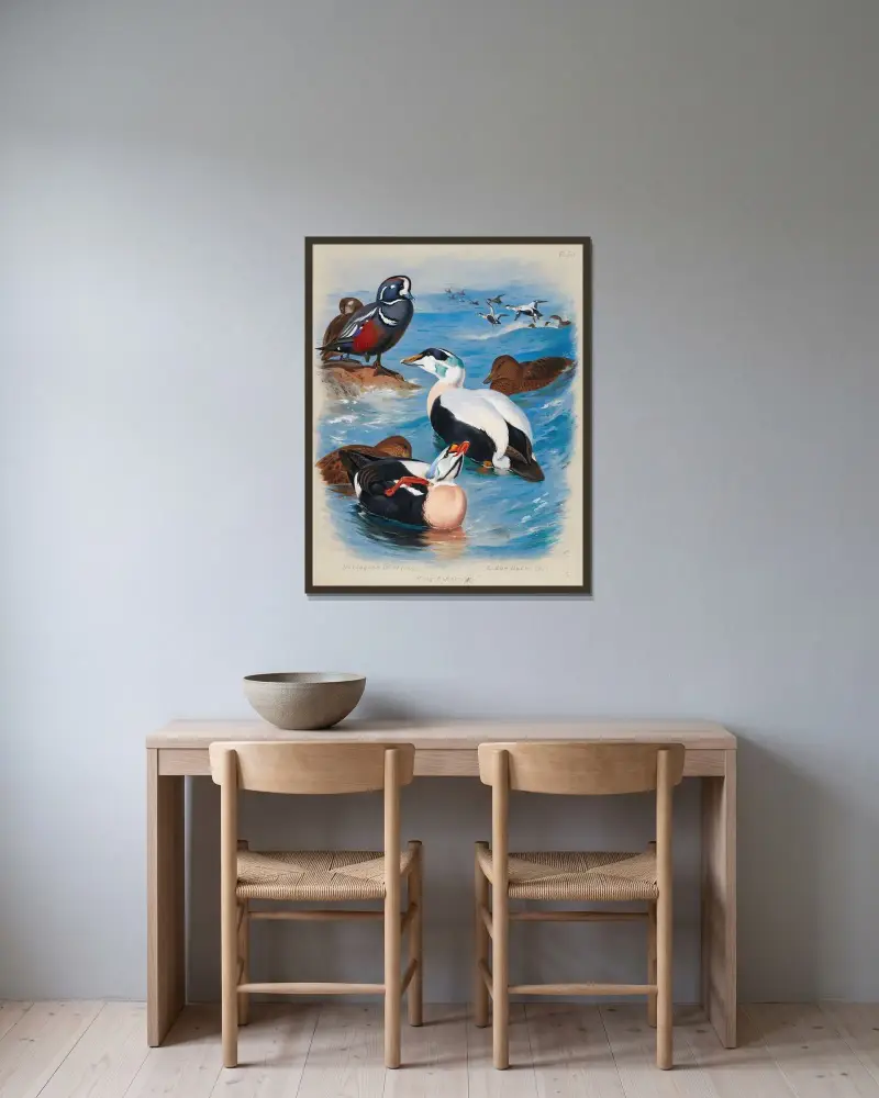 Harlequin And Eider Ducks av Archibald Thorburn inramad på en vägg
