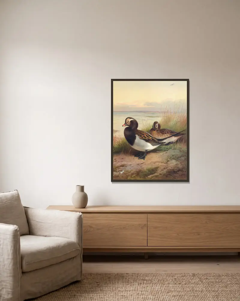 Eisente (Sommer), 1913 – Nr. 2 von Archibald Thorburn gerahmt an einer Wand