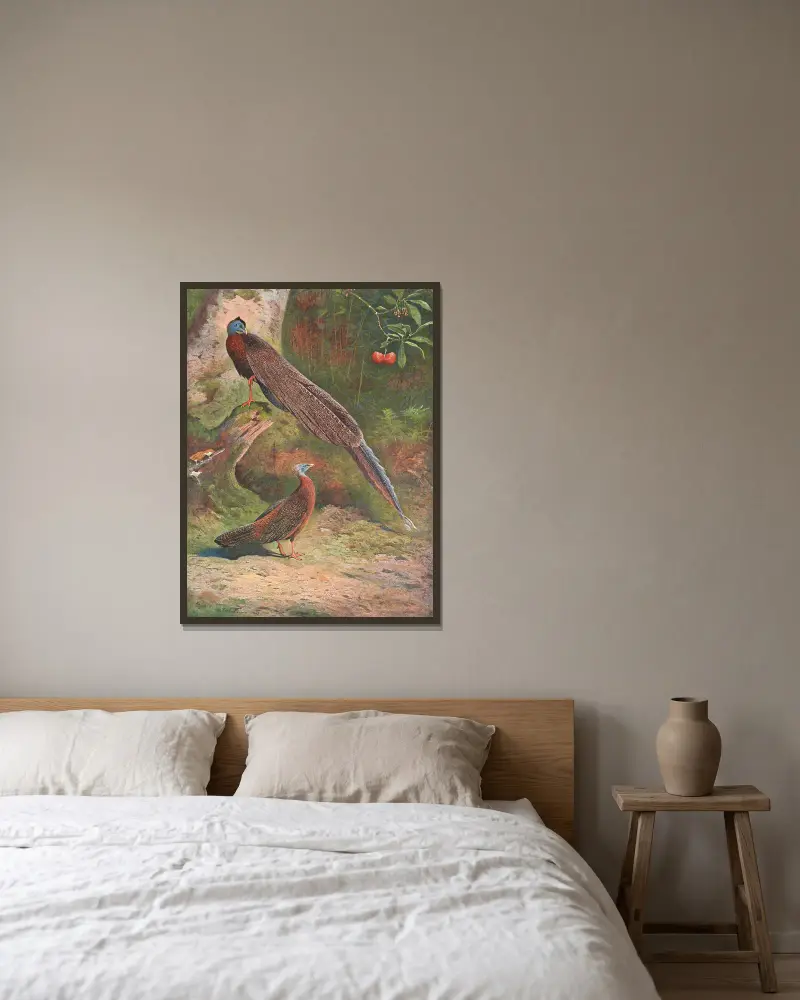 Malajský argus, Archibald Thorburn v rámu na stěně