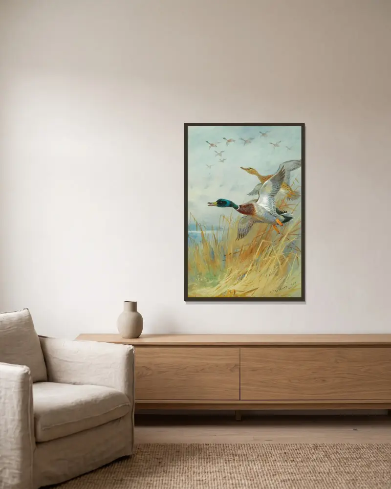 Mallard Rising av Archibald Thorburn inramad på en vägg