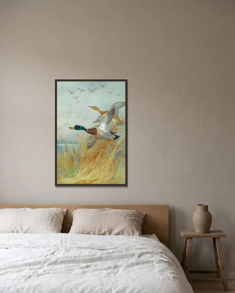 Mallard Rising av Archibald Thorburn inramad på en vägg