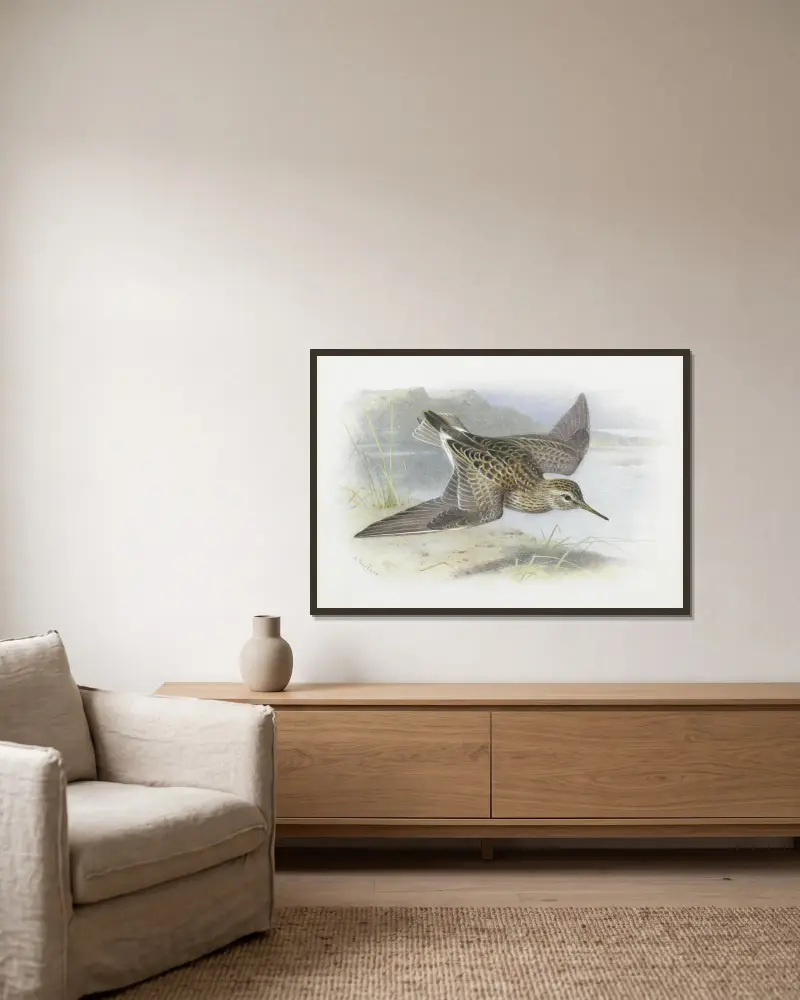 Pectoral Sandpiper von Archibald Thorburn gerahmt an einer Wand