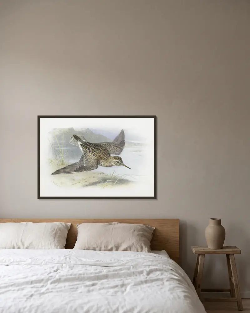 Pectoral Sandpiper von Archibald Thorburn gerahmt an einer Wand