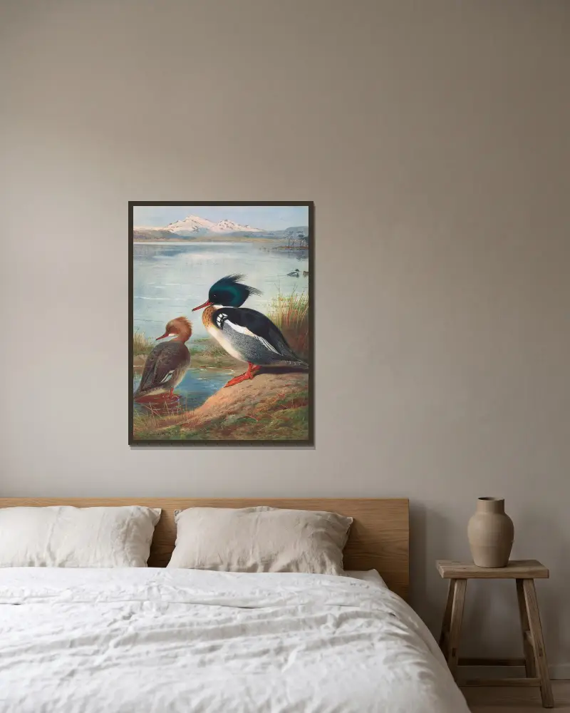 Střední morčák, Archibald Thorburn v rámu na stěně