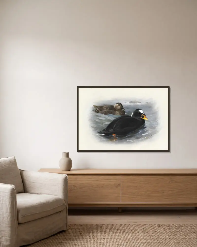 Surf Scoter av Archibald Thorburn inramad på en vägg