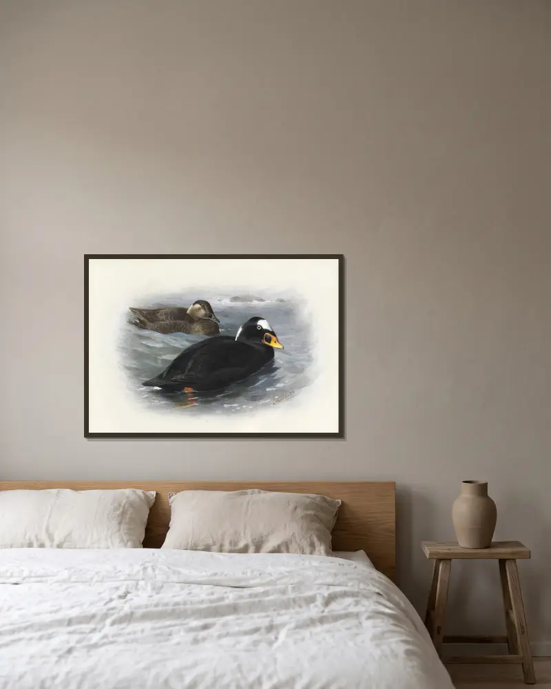 Surf Scoter av Archibald Thorburn inramad på en vägg