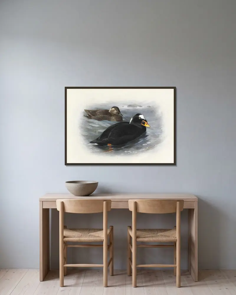 Surf Scoter av Archibald Thorburn inramad på en vägg