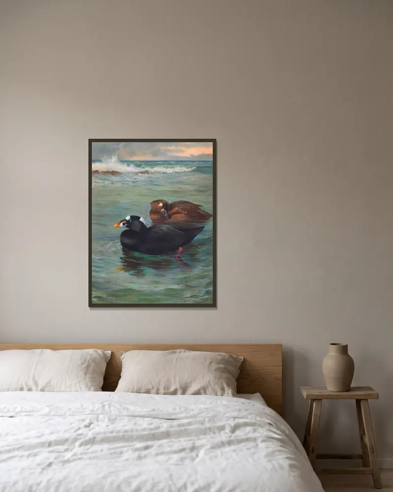 Surf-Scoter, Archibald Thorburn w ramie na ścianie