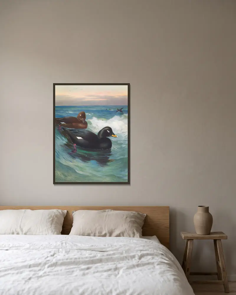 Velvet-Scoter av Archibald Thorburn inramad på en vägg