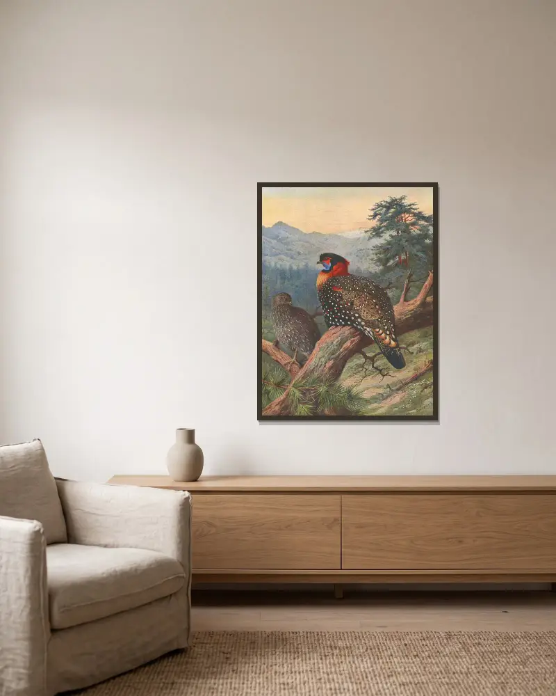 Tragopan zachodni, Archibald Thorburn w ramie na ścianie