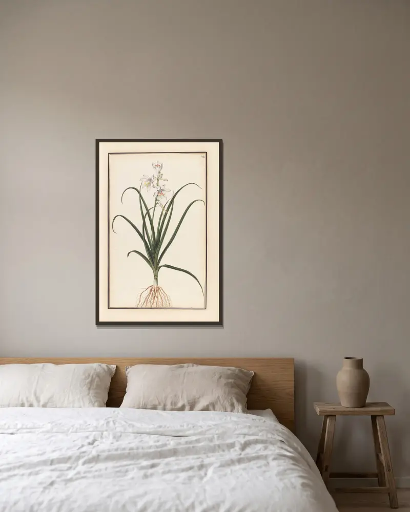 Stirpium imagines LXXV Pl.06 av Baldassare Cattrani inramad på en vägg