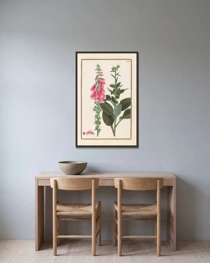 Stirpium imagines LXXV Pl.25 av Baldassare Cattrani inramad på en vägg