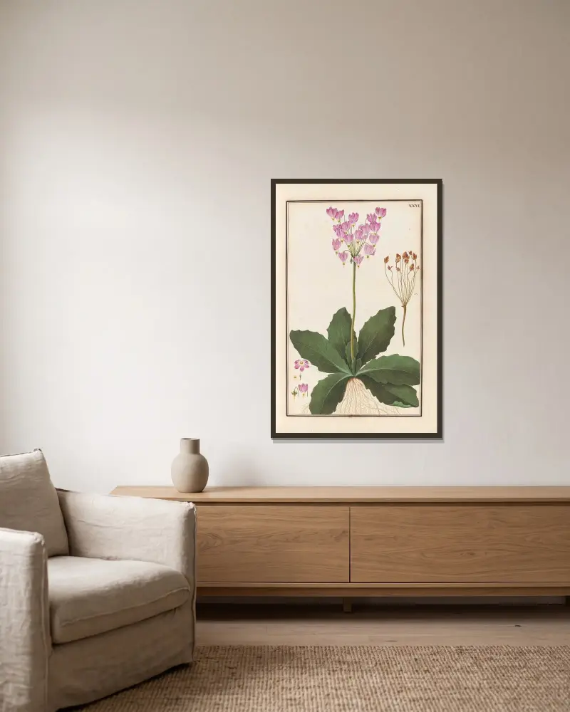Stirpium imagines LXXV Pl.26 av Baldassare Cattrani inramad på en vägg