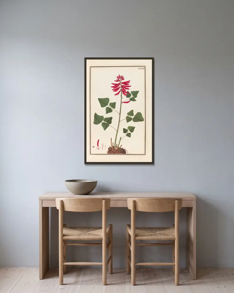 Stirpium imagines LXXV Pl.28 av Baldassare Cattrani inramad på en vägg
