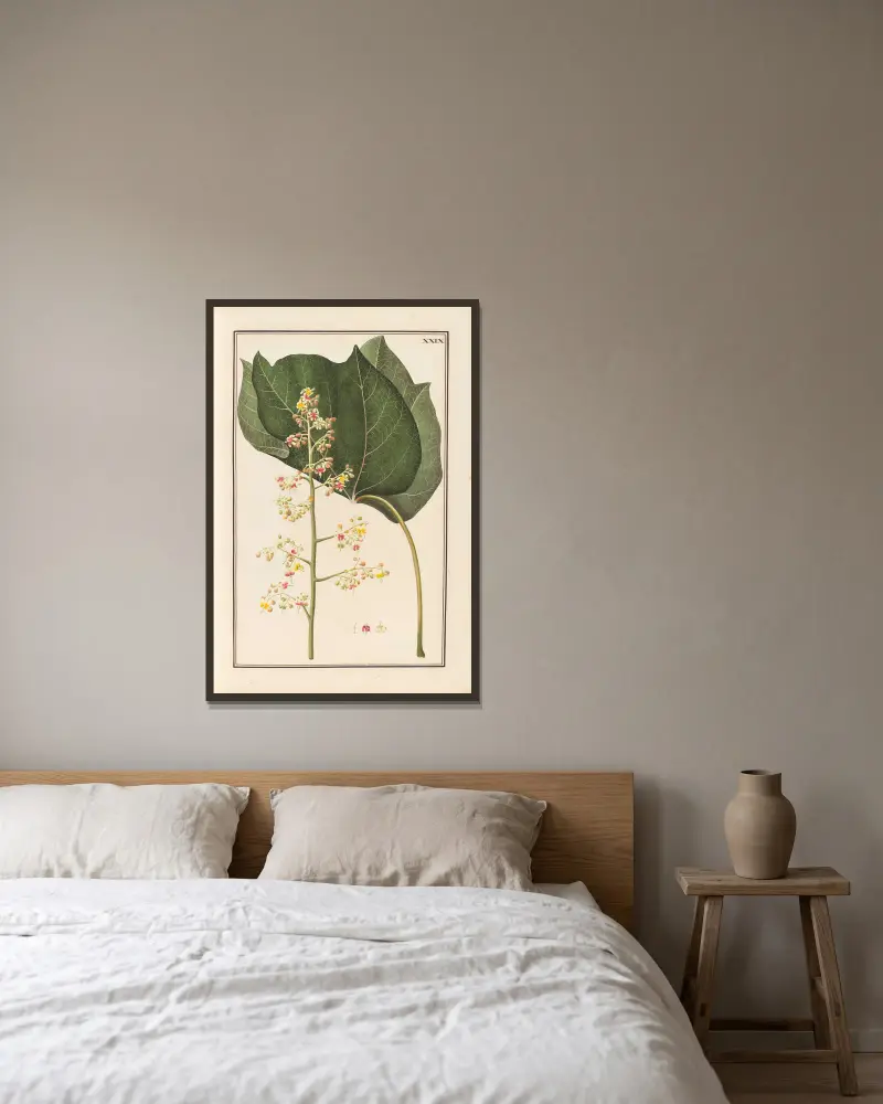 Stirpium imagines LXXV Pl.29 av Baldassare Cattrani inramad på en vägg
