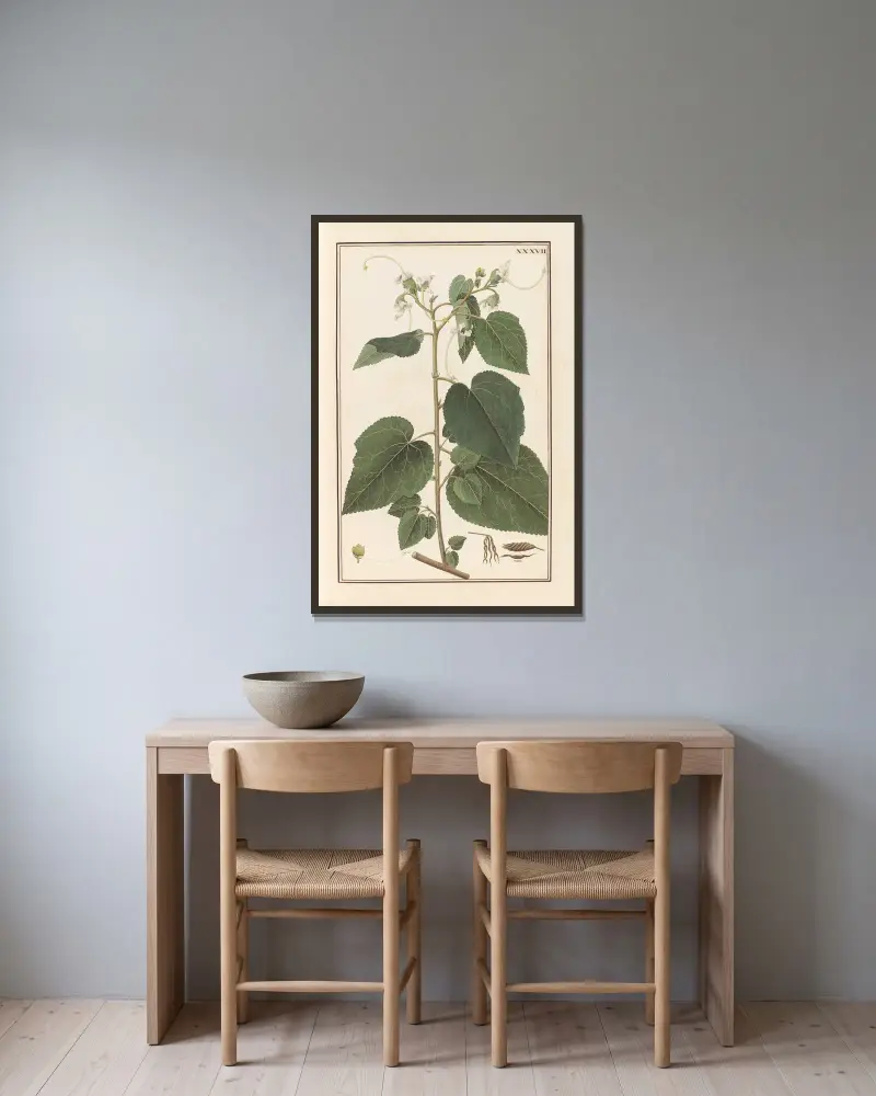 Stirpium imagines LXXV Pl.37 av Baldassare Cattrani inramad på en vägg