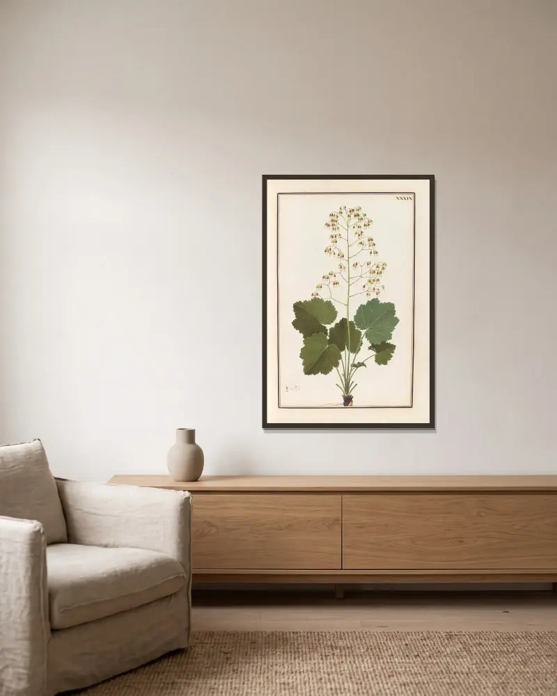 Stirpium imagines LXXV Pl.39 av Baldassare Cattrani inramad på en vägg