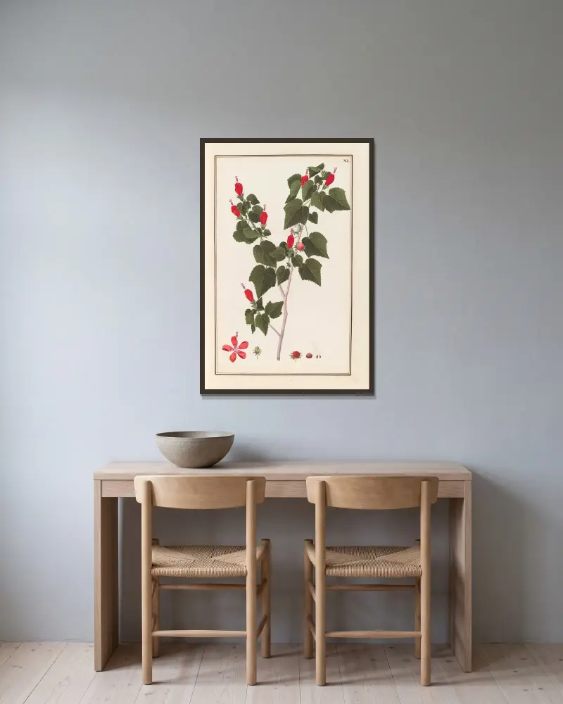 Stirpium imagines LXXV Pl.40 av Baldassare Cattrani inramad på en vägg