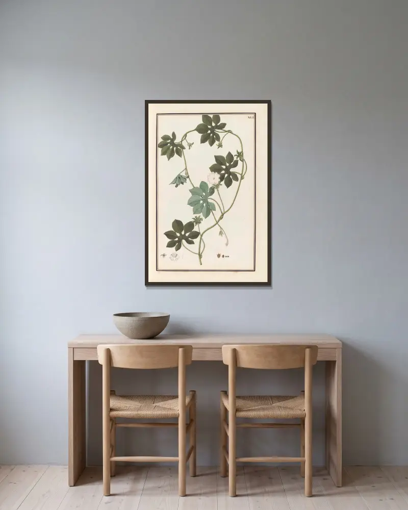 Stirpium imagines LXXV Pl.41 av Baldassare Cattrani inramad på en vägg