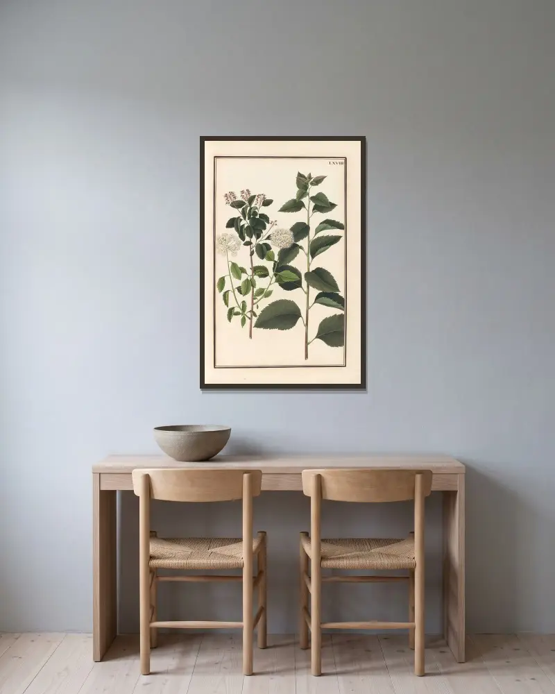 Stirpium imagines LXXV Pl.68 av Baldassare Cattrani inramad på en vägg