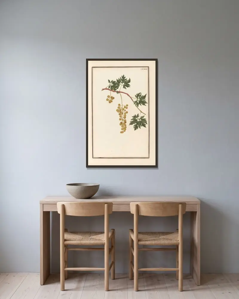 Stirpium imagines LXXV Pl.74 av Baldassare Cattrani inramad på en vägg