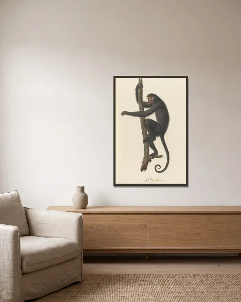 Le Coaita von Jean-Baptiste Audebert gerahmt an einer Wand