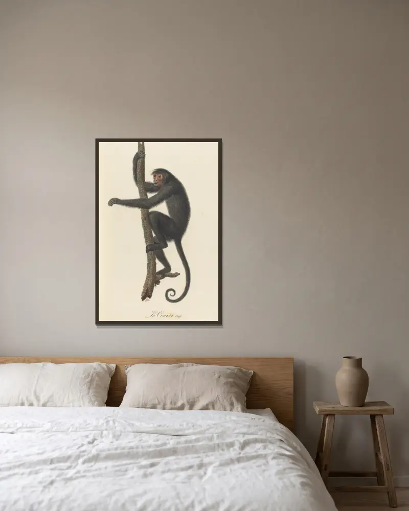 Le Coaita von Jean-Baptiste Audebert gerahmt an einer Wand