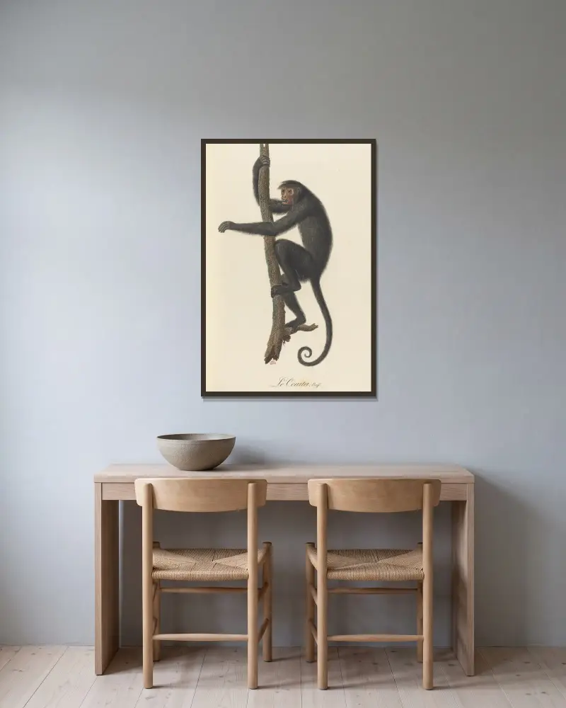 Le Coaita von Jean-Baptiste Audebert gerahmt an einer Wand