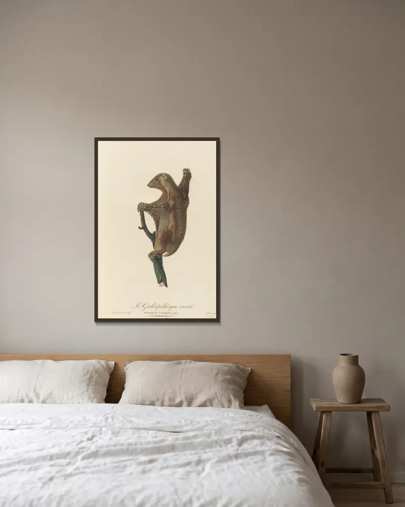 Rozmanitý letuchý lemur, Jean-Baptiste Audebert v rámu na stěně