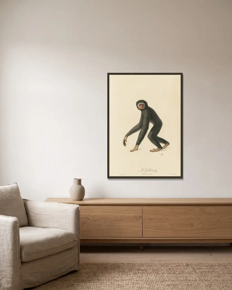 Gibbon, Jean-Baptiste Audebert v rámu na stěně