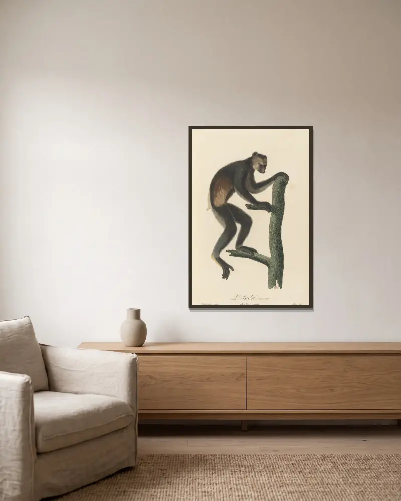 Indri, Jean-Baptiste Audebert v rámu na stěně
