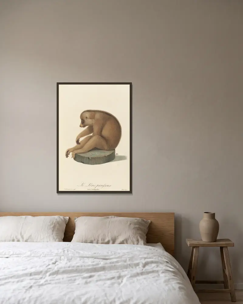 Der träge Lori von Jean-Baptiste Audebert gerahmt an einer Wand