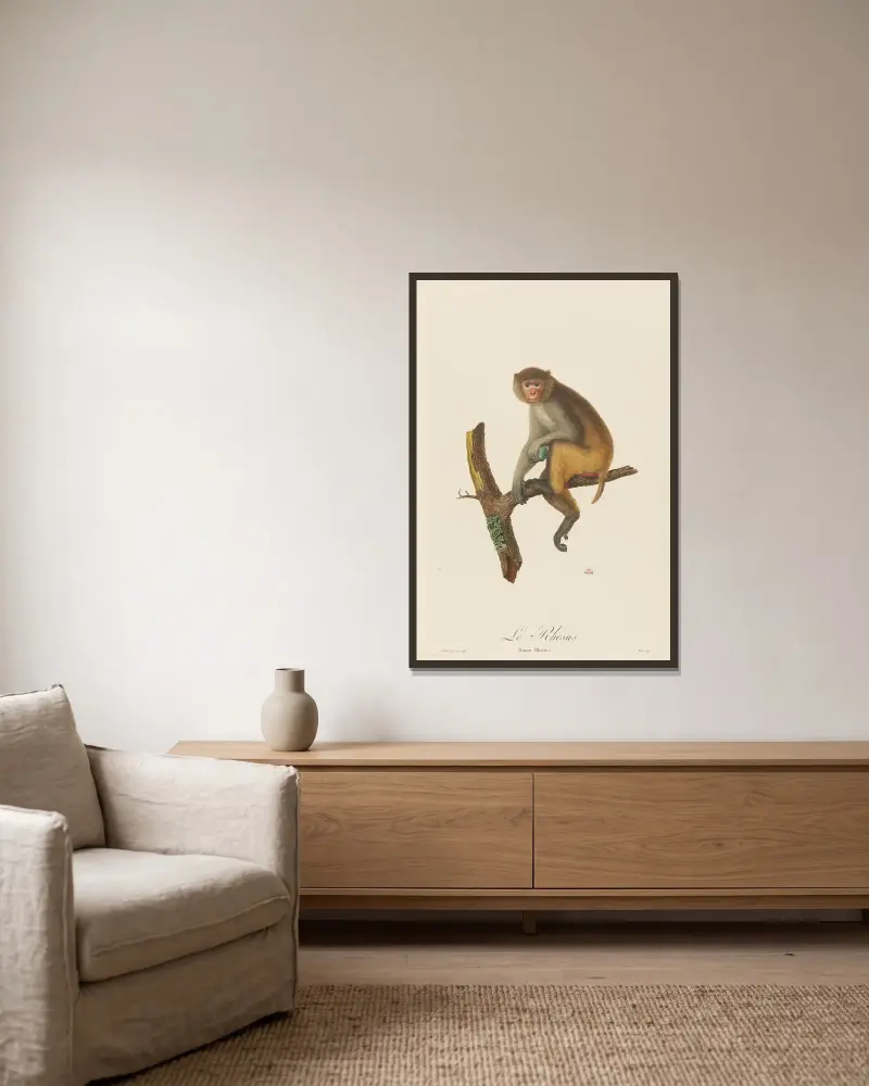 Le Rhesus, Jean-Baptiste Audebert v rámu na stěně
