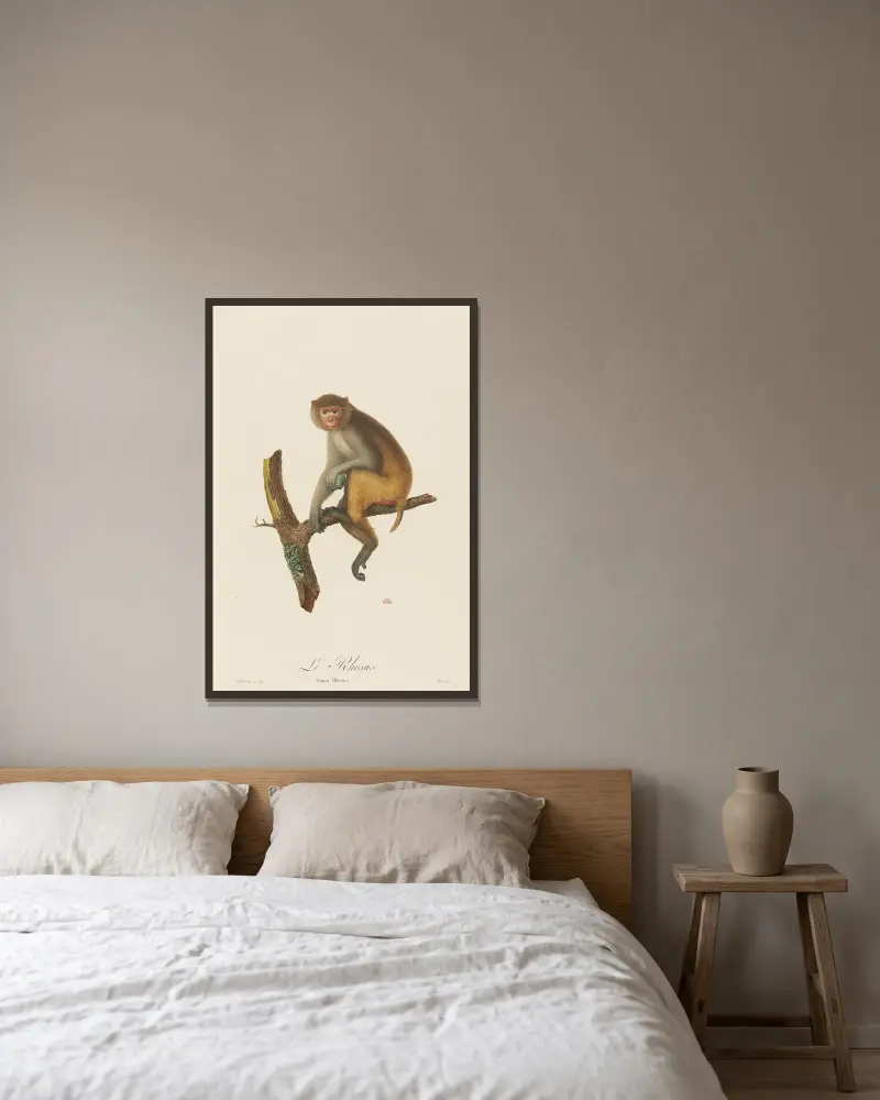 Le Rhesus, Jean-Baptiste Audebert v rámu na stěně