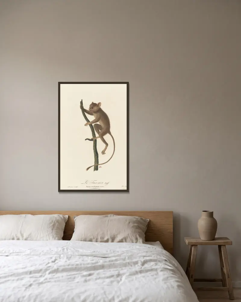Le Tarsier av Jean-Baptiste Audebert inramad på en vägg