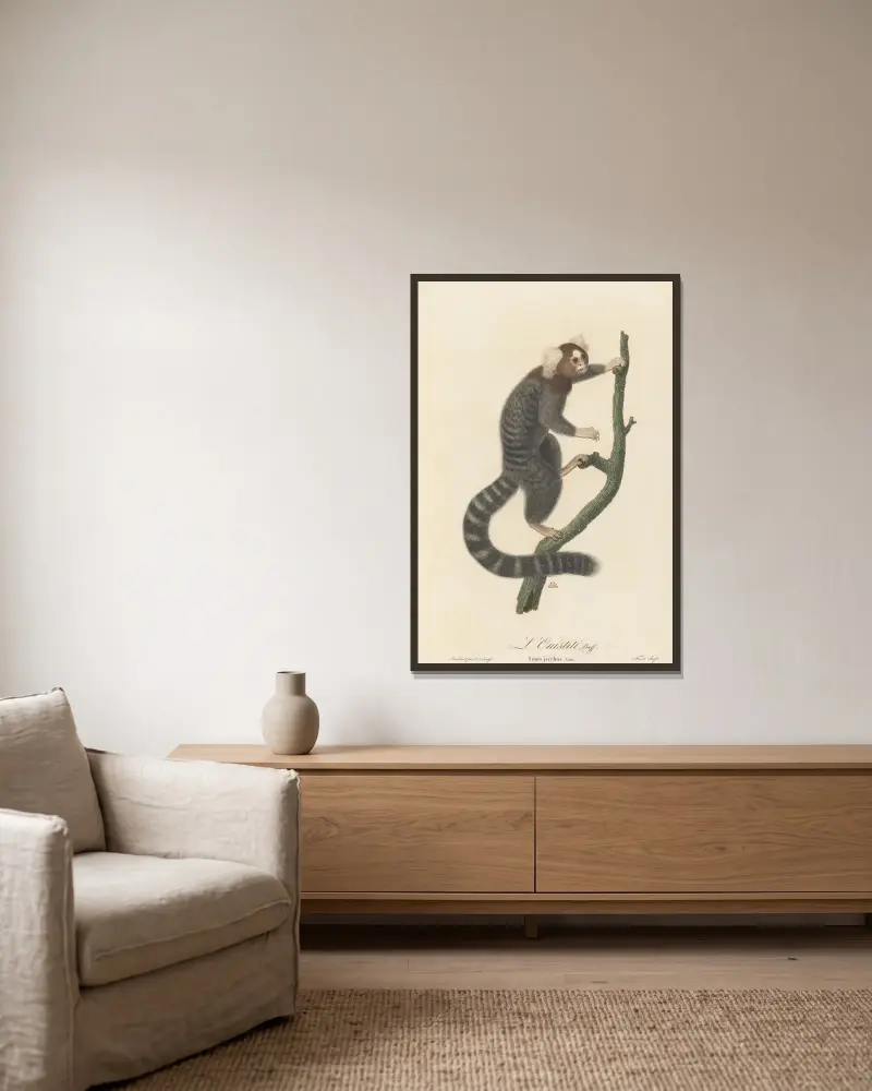 Der Ouistiti (Seidenäffchen) von Jean-Baptiste Audebert gerahmt an einer Wand