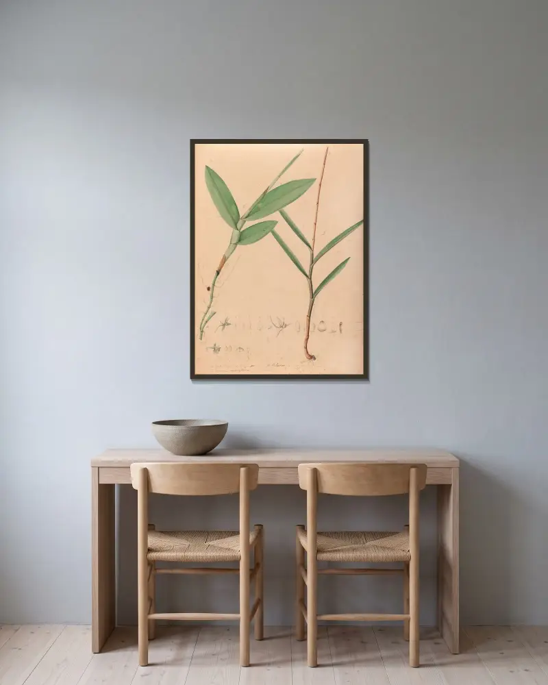 Iconographie des orchidées du Brésil Pl.02 av João Barbosa Rodrigues inramad på en vägg