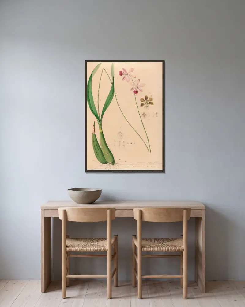 Iconographie des orchidées du Brésil Pl.13 av João Barbosa Rodrigues inramad på en vägg