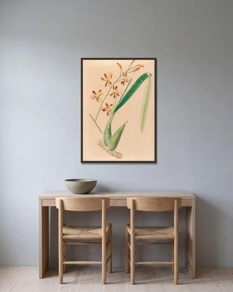 Iconographie des orchidées du Brésil Pl.14 av João Barbosa Rodrigues inramad på en vägg