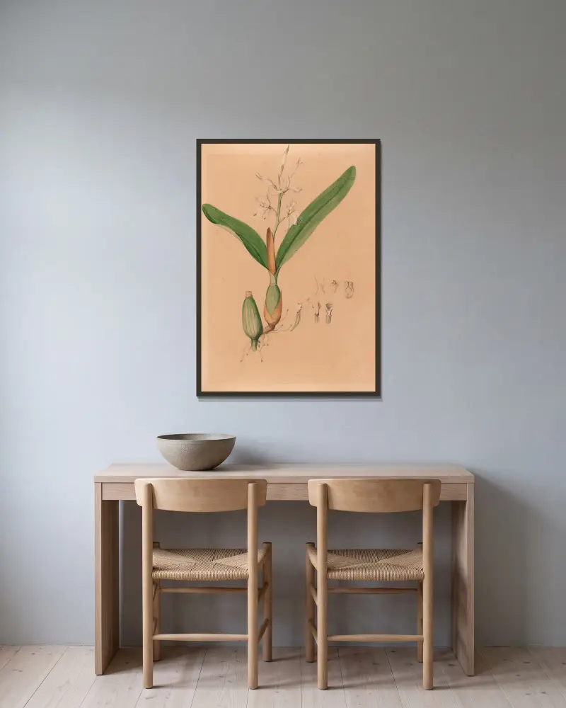 Iconographie des orchidées du Brésil Pl.15 av João Barbosa Rodrigues inramad på en vägg