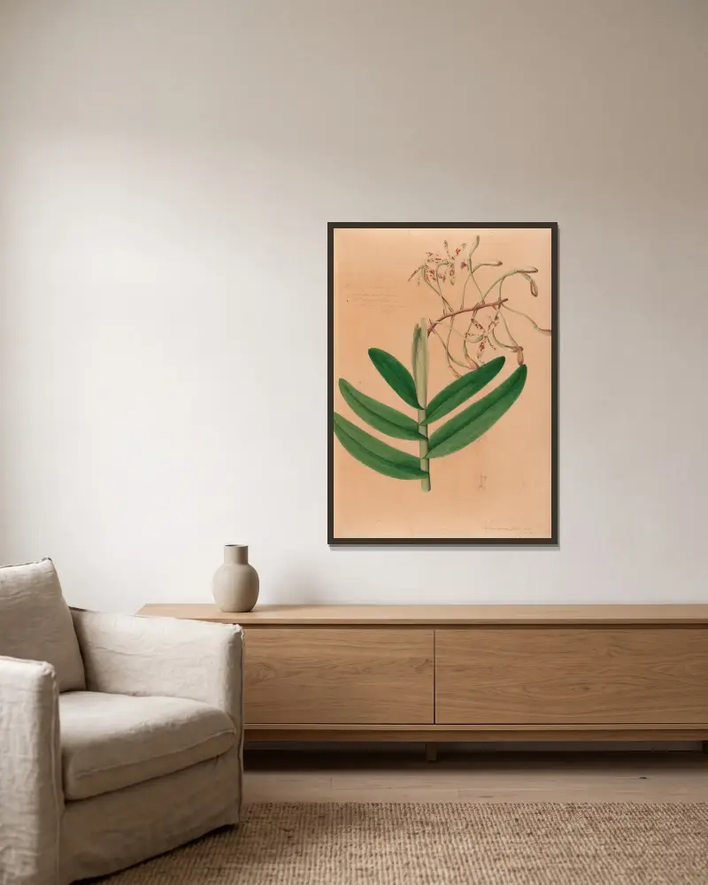 Iconographie des orchidées du Brésil Pl.21 av João Barbosa Rodrigues inramad på en vägg